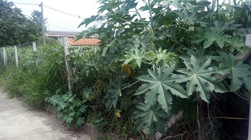 Celani - terrenos particulares com matagal