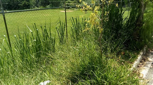 Semana de trabalho -vereadores 1