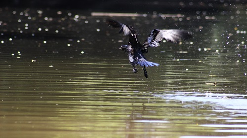 oleo no rio tietê 3