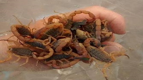INFESTAÇÃO DE ESCORIPÕES