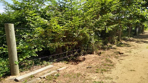 Parque do Lago 2 site