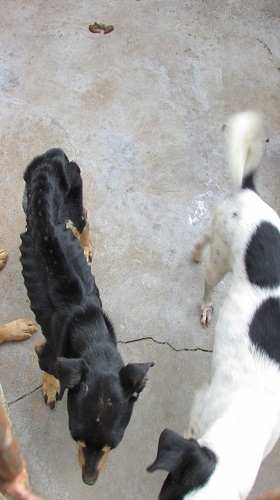 Edemilson-Canil-Municipal1