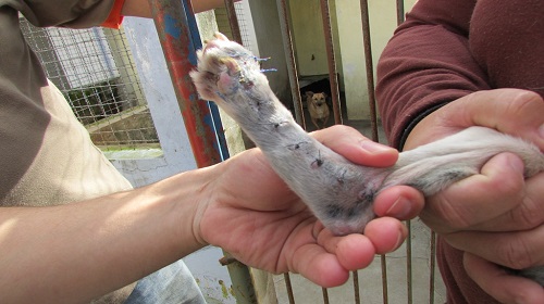 Edemilson-Canil-Municipal2