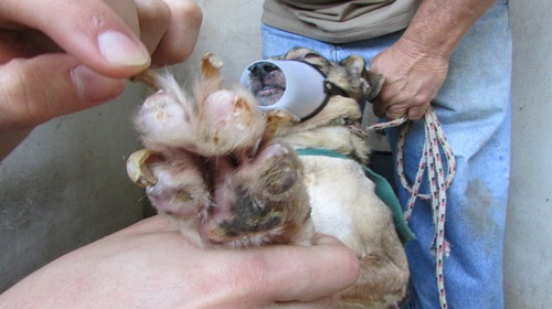 Edemilson-Canil-Municipal3