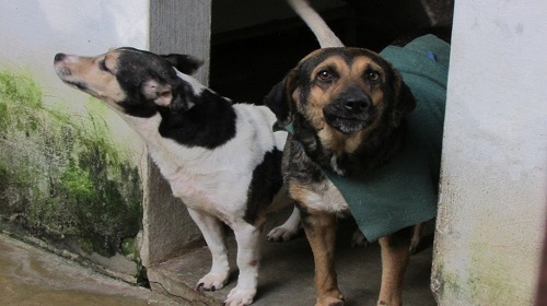 Edemilson-Canil-Municipal5