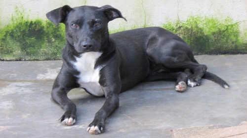 Edemilson-Canil-Municipal7