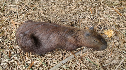 parque-do-lago-capivara-doente