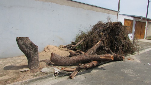Edemilson-árvores-caídas2