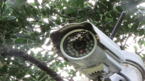 Edemilson-dinossauros2