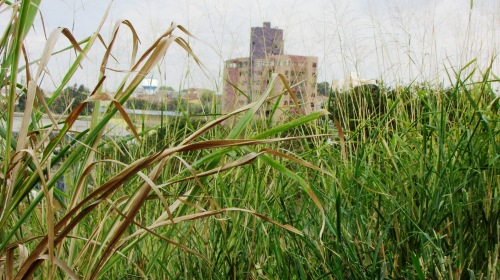jardim sontag 14-08-2014 site